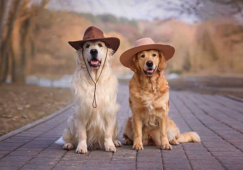 Two dogs sitting on a brick path wearing hats.