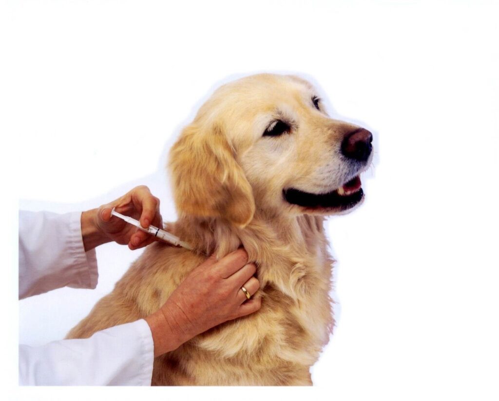 A dog being groomed by a person.