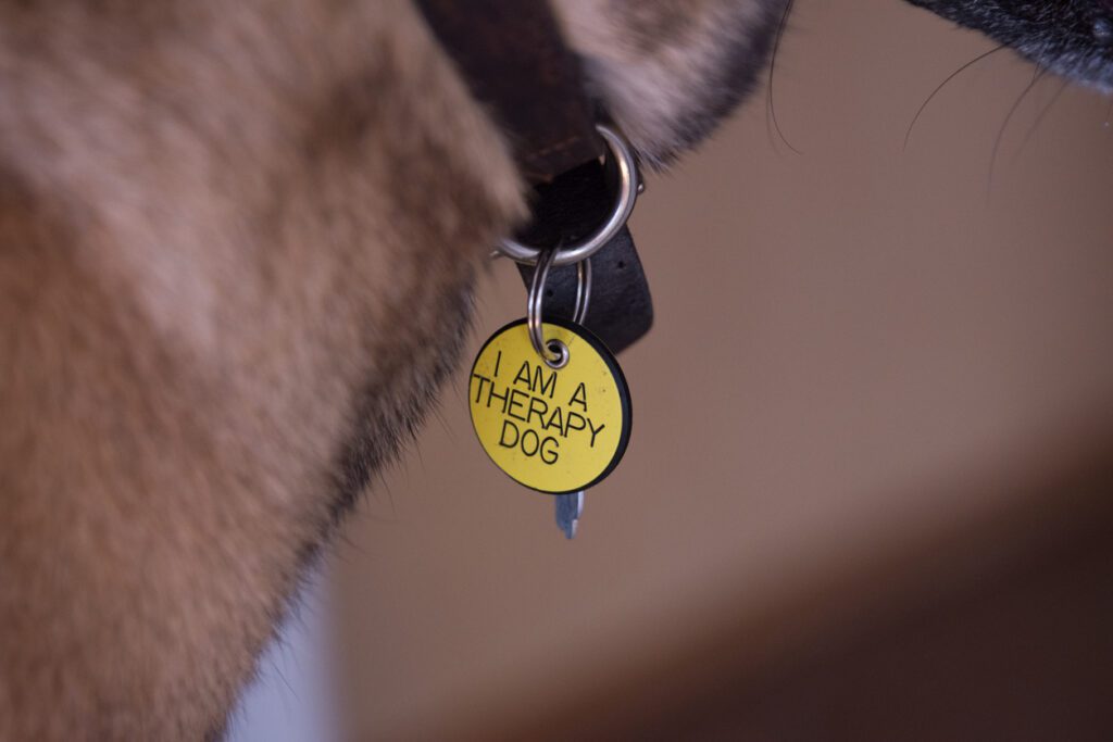 A dog 's collar with a tag that says " i am a therapy dog ".