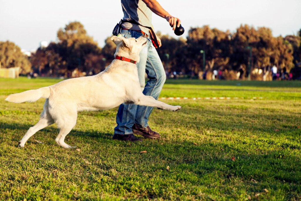 A man and his dog playing frisbee in the park. Dog Handler. Golden Retriever.